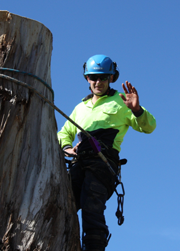 Tip Top arborist working at height