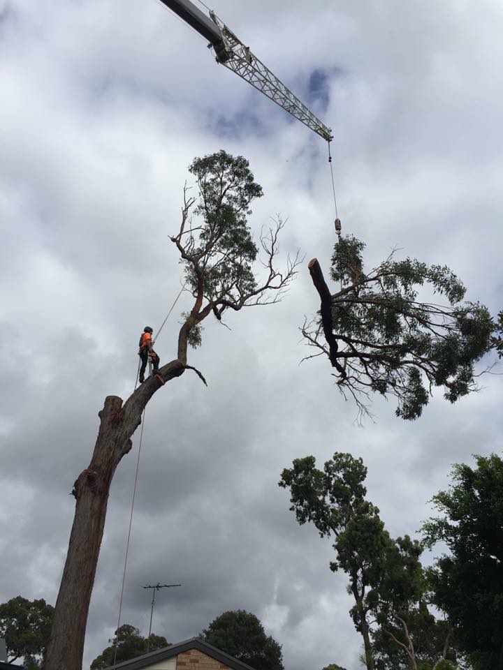 Crane-assisted tree removal at Menai