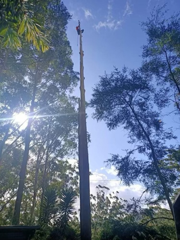 Arborist lopping a large gum tree