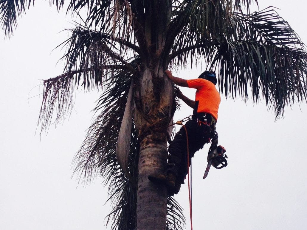 Tree pruning and trimming