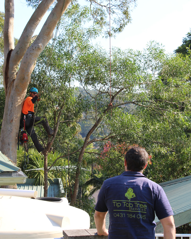 Tip Top arborist working above a Sutherland Shire home